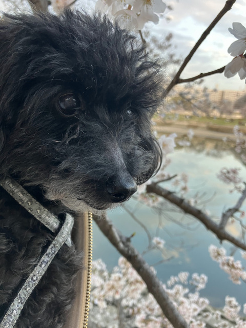 1020230327らん-1.jpg